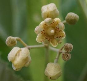 A closeup of silver linden flowers.