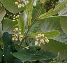 Silver linden leaves contrast against white flowers.