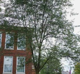 An American elm outside of Rockwell Hall.