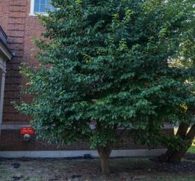 A wych elm outside of Ketchum Hall.