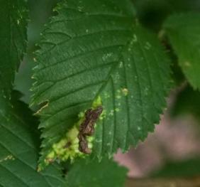 A wych elm leaf covered in large, wrinkled galls caused by an aphid.