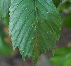 A wych elm leaf.