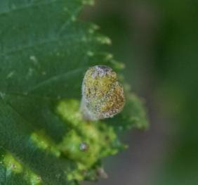 A closeup of an aphid gall on a wych oak leaf.