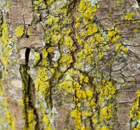 Smoothleaf elm bark covered in lichens.