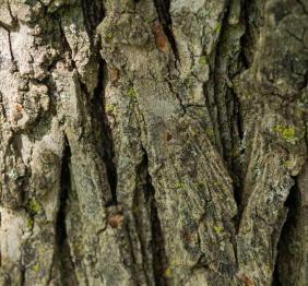 The bark of a smoothleaf elm.