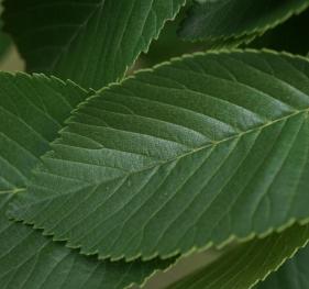 A closeup of smoothleaf elm leaves.