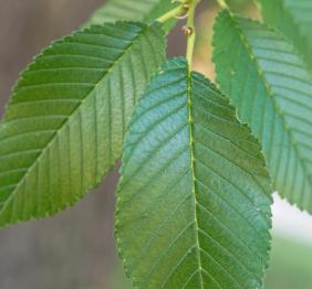 The leaves of a Siberian elm.