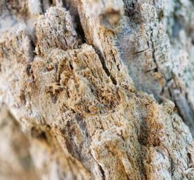 The bark of a Siberian elm.