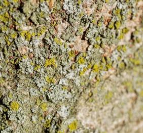 Lichens cover the bark of a Japanese zelkova.