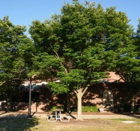 A stand of Japanese zelkovas outside of Rockwell Hall.