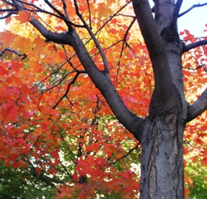  A vibrant close-up captures the rich reds and oranges of a sugar maple tree's autumn leaves, with its textured trunk prominent in the foreground.