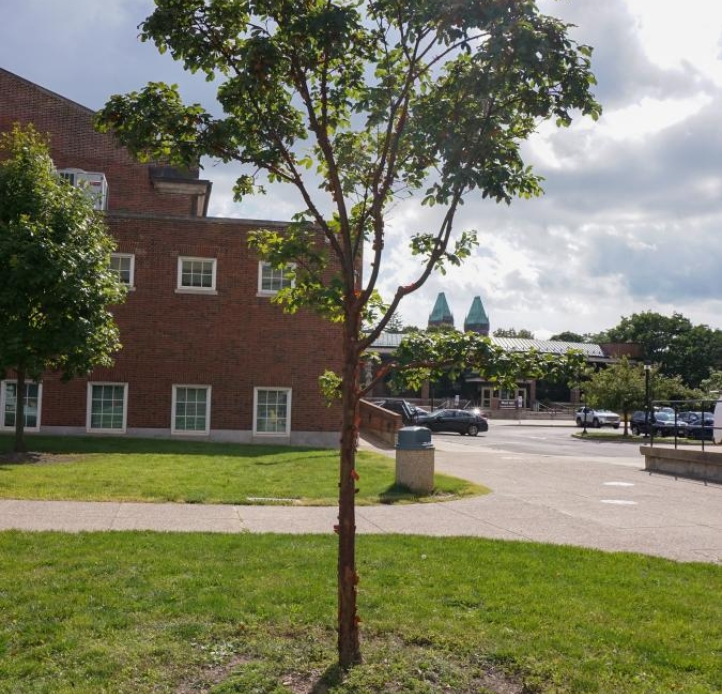 A paperbark maple located outside of Cleveland Hall.