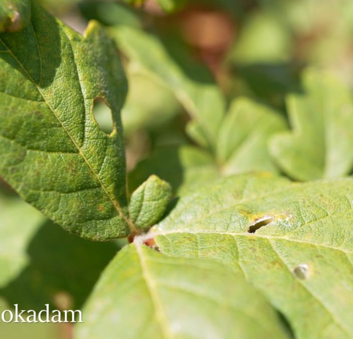 A closeup of a paperbark maple leaf with holes, likely from a hungry insect.