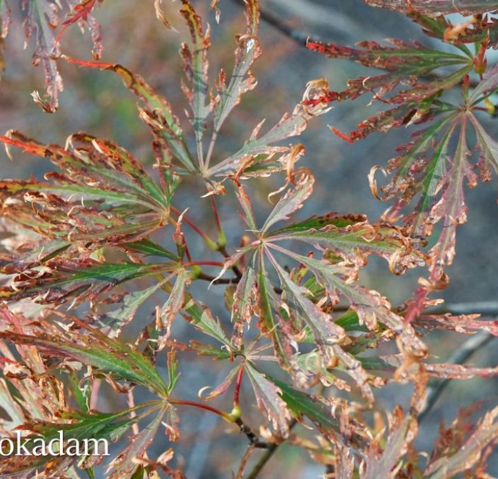 As fall proceeds, the leaves of a Japanese maple become dry and curled.