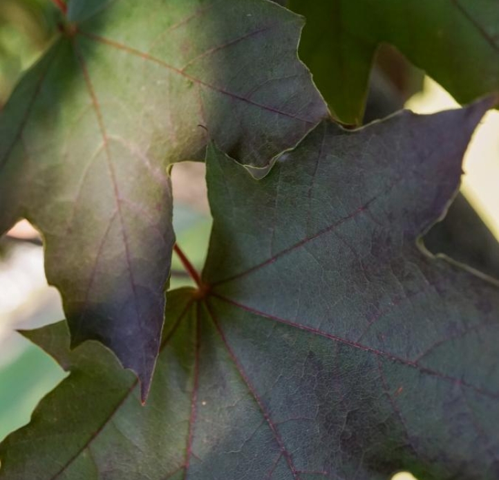The dark purple and green leaves of a Norway maple.