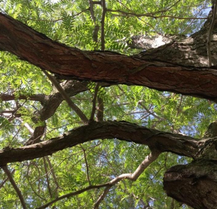 A tree on the east side of Rockwell Hall at Buffalo State presents a close-up view of its textured bark and outstretched branches, laden with vibrant green leaves against a bright, dappled sky.