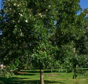 A bur oak outside of Rockwell Hall.