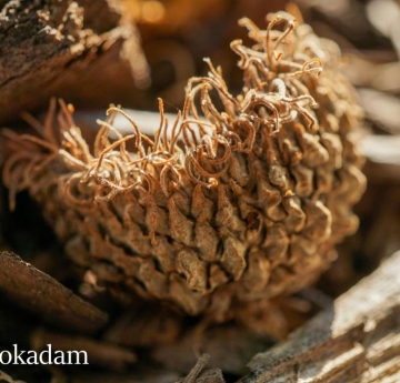 A cap from one of last year's bur oak acorns showing its highly ornate structure.