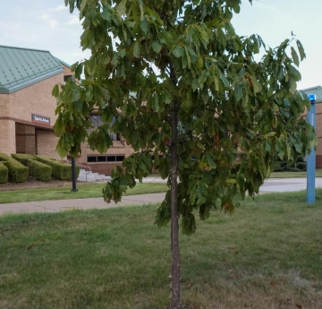 A chinkapin oak located outside of Buckham Hall.