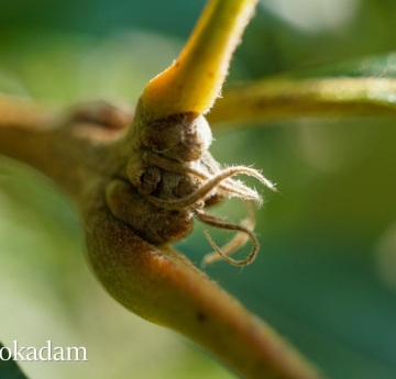 A close up of bur oak stems.