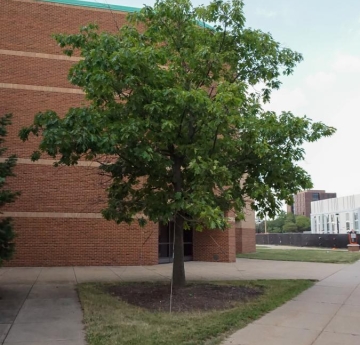 A northern red oak located outside of the Houston Gym.