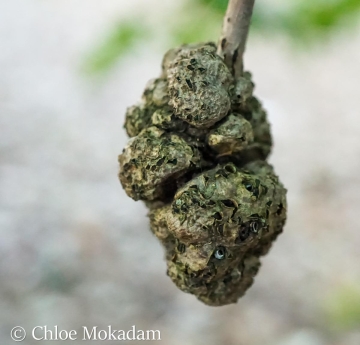 A woody gall on a pin oak twig.