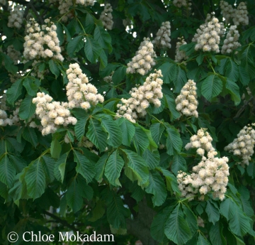 The large, green leaves of a horse chestnut tree are contrasted by spikes of cream-colored flowers.