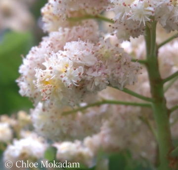 A closeup image of horse chestnut flowers.