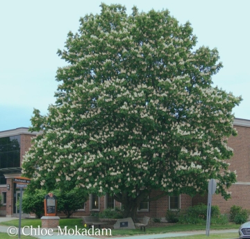 A horse chestnut tree outside of Moot Hall displaying its cream-colored summer flowers and deep green foliage.