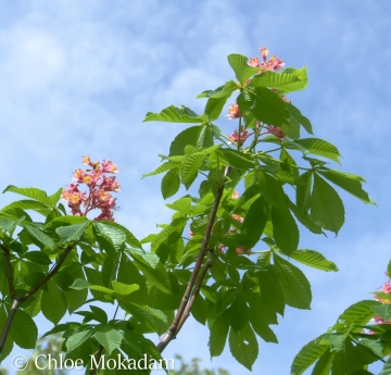 Red horse chestnut flowers and foliage against a blue, summer sky.