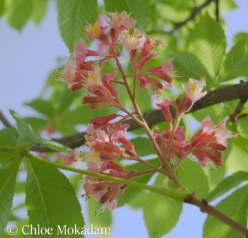 A closeup of red horse chestnut flowers in bloom.