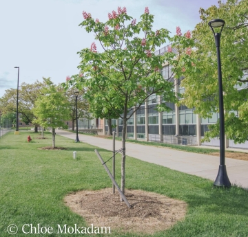 A young red horse chestnut outside of the Science and Math Complex.
