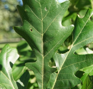 Bur oak leaves.