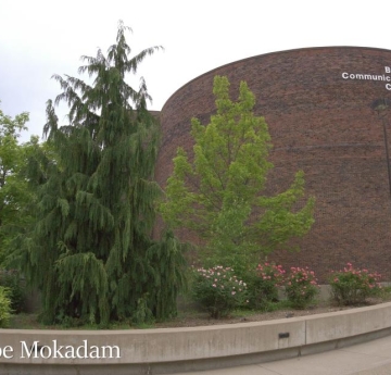 An Alaska yellow-cedar located in front of Bulger Communication Center.