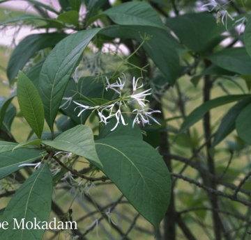 Fringetree flowers and foliage.