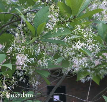 The white, stringy flowers and dark green leaves of a fringetree.