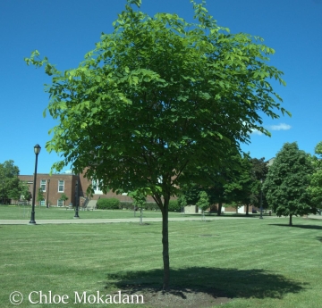 A Kentucky yellowwood tree in the Horace Mann Quad.