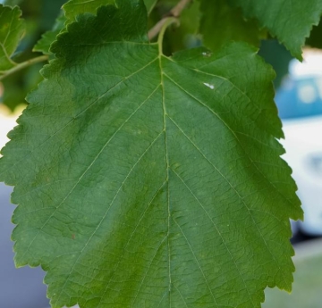 A closeup of a large, serrated, heart-shaped Turkish hazelnut leaf.