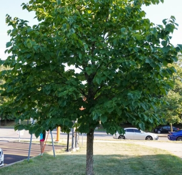 A Turkish hazelnut located across from Moot Hall.