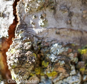 The gnarled bark of a sweetgum adorned with lichens and a single thread of spider silk.
