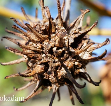 The spiky, spherical seed pod of a sweetgum.