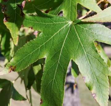 A closeup of a sweetgum leaf showing its star-shaped leaves.