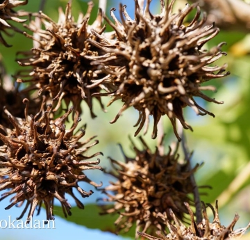 A cluster of spiky sweetgum seed pods.