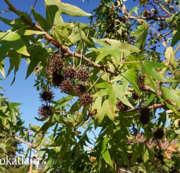 Sweetgum foliage and seed pods.