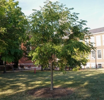 An Amur corktree outside of Rockwell Hall. It is the only Amur corktree on campus.