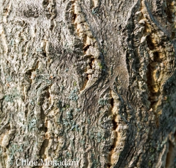 Craggy Amur corktree bark.