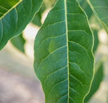 A closeup of Amur corktree leaves.
