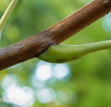 An Amur corktree branch.