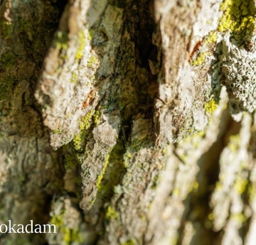 The bark of a bur oak covered in lichens.