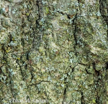 The bark of a pin oak covered in lichens.